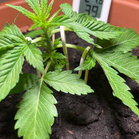 Cracklinburgh Blueberry growlog timeline photo