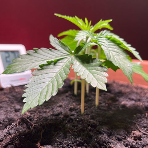 Cracklinburgh Blueberry growlog timeline photo
