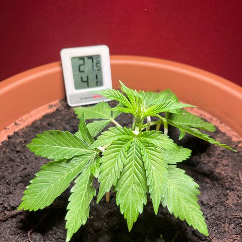 Cracklinburgh Blueberry growlog timeline photo