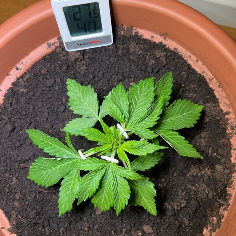 Cracklinburgh Blueberry growlog timeline photo