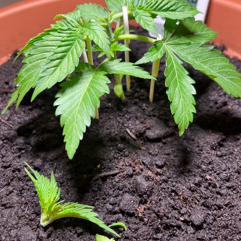 Cracklinburgh Blueberry growlog photo: Topping/Lollipopping