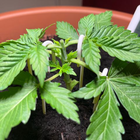 Cracklinburgh Blueberry growlog photo: Topping/Lollipopping