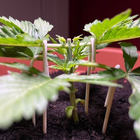 Cracklinburgh Blueberry growlog photo: 1.Tag nach HST&LST
