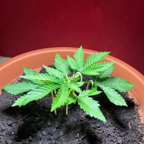 Cracklinburgh Blueberry growlog photo: 1.Tag nach HST&LST
