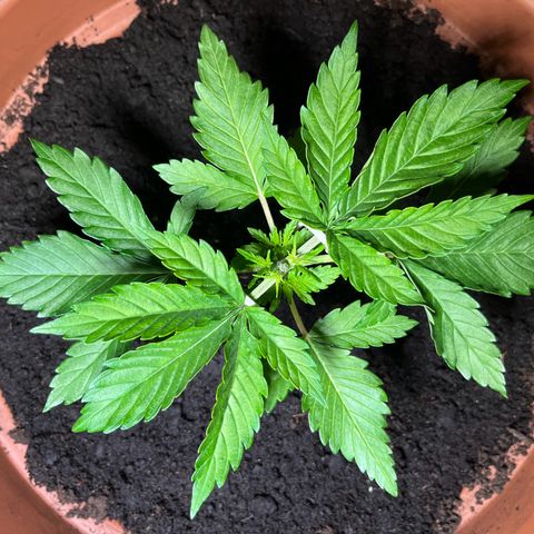 Cracklinburgh Blueberry growlog photo: 1.Tag nach HST&LST
