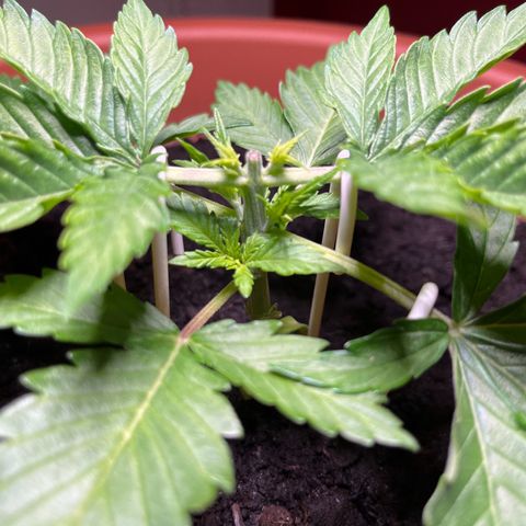 Cracklinburgh Blueberry growlog photo: 1.Tag nach HST&LST
