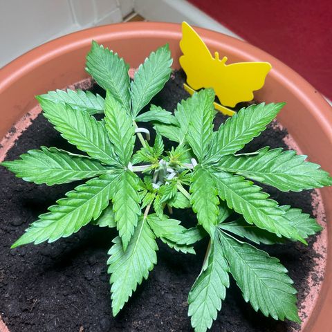 Cracklinburgh Blueberry growlog timeline photo