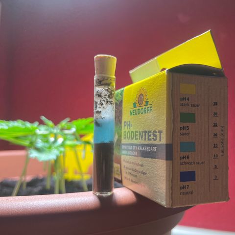 Cracklinburgh Blueberry growlog timeline photo