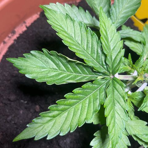 Cracklinburgh Blueberry growlog timeline photo