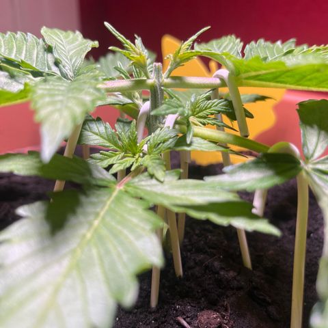 Cracklinburgh Blueberry growlog timeline photo