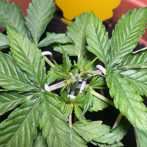 Cracklinburgh Blueberry growlog timeline photo