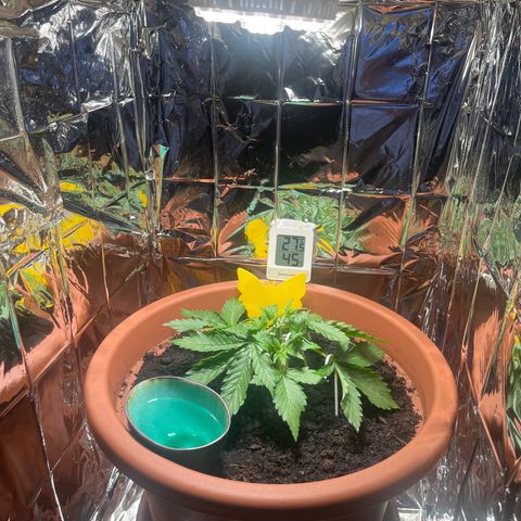 Cracklinburgh Blueberry growlog timeline photo