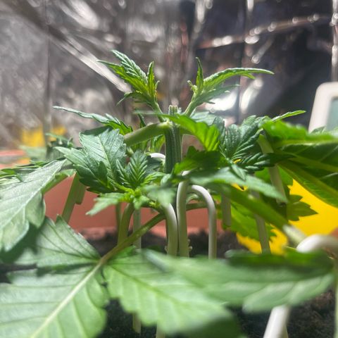 Cracklinburgh Blueberry growlog timeline photo