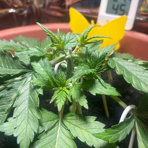 Cracklinburgh Blueberry growlog timeline photo