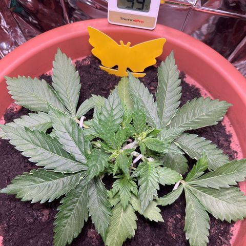 Cracklinburgh Blueberry growlog photo: Blätter wieder deutlich „saftiger“