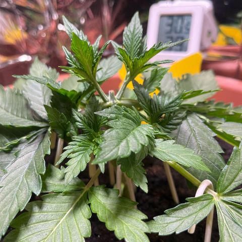 Cracklinburgh Blueberry growlog photo: Blätter wieder deutlich „saftiger“