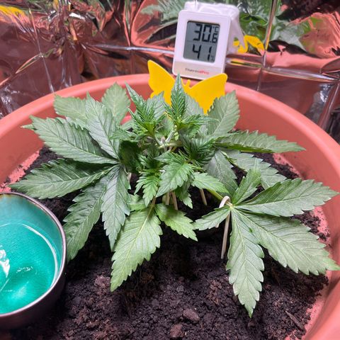 Cracklinburgh Blueberry growlog photo: Blätter wieder deutlich „saftiger“