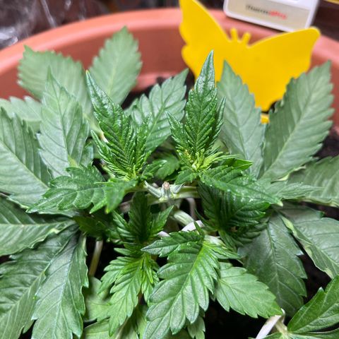 Cracklinburgh Blueberry growlog photo: Blätter wieder deutlich „saftiger“