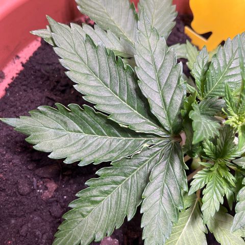 Cracklinburgh Blueberry growlog photo: Blätter wieder deutlich „saftiger“