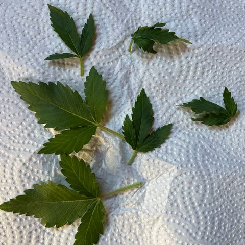 Cracklinburgh Blueberry growlog timeline photo
