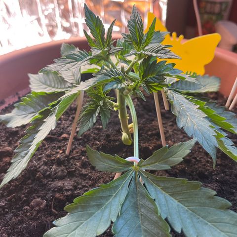 Cracklinburgh Blueberry growlog timeline photo