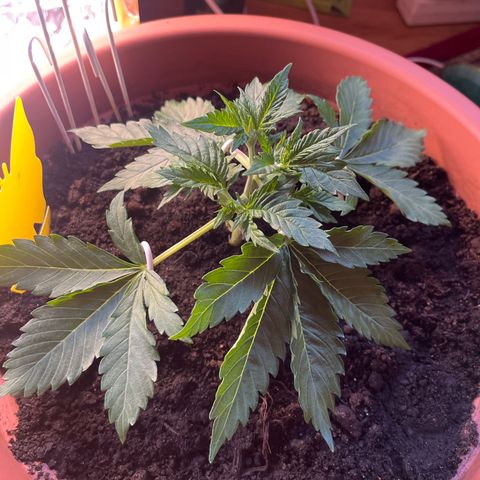Cracklinburgh Blueberry growlog timeline photo