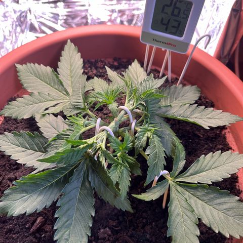 Cracklinburgh Blueberry growlog timeline photo