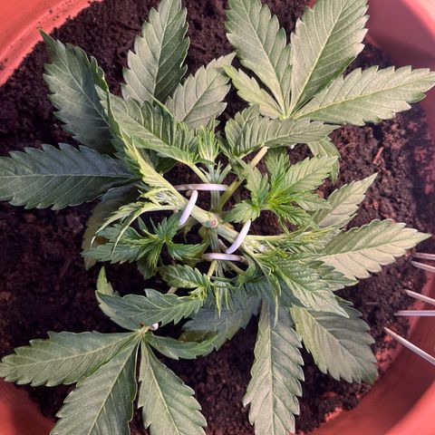 Cracklinburgh Blueberry growlog timeline photo