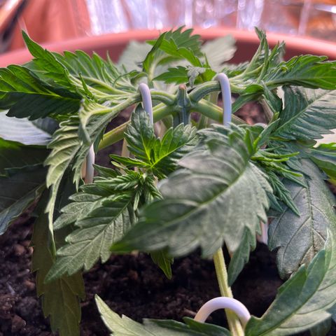 Cracklinburgh Blueberry growlog timeline photo