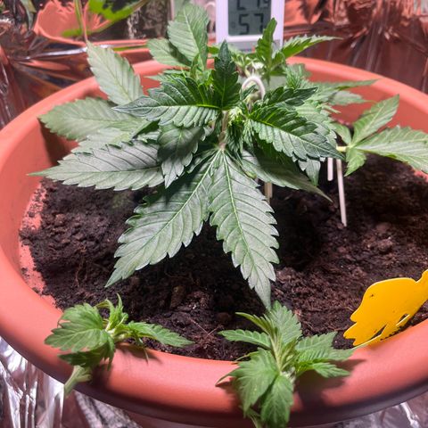 Cracklinburgh Blueberry growlog timeline photo