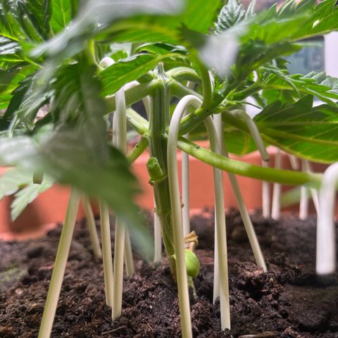 Cracklinburgh Blueberry growlog timeline photo