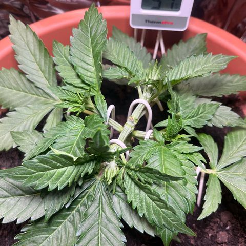 Cracklinburgh Blueberry growlog timeline photo