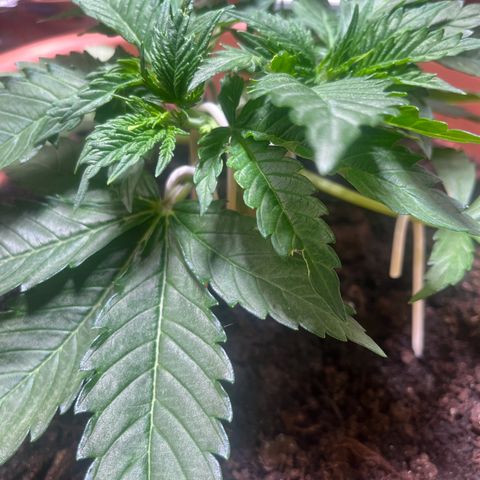 Cracklinburgh Blueberry growlog timeline photo