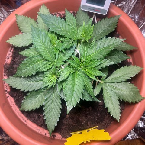 Cracklinburgh Blueberry growlog timeline photo
