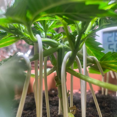 Cracklinburgh Blueberry growlog timeline photo