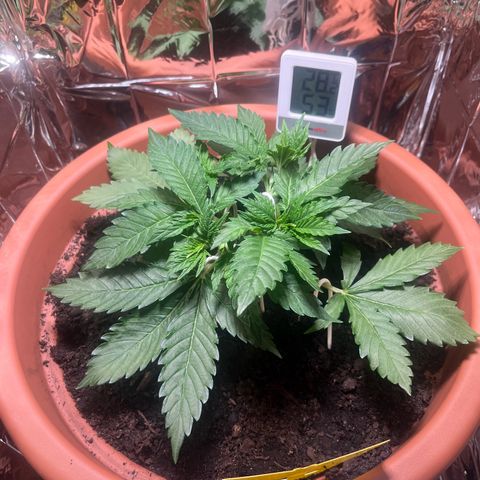 Cracklinburgh Blueberry growlog timeline photo