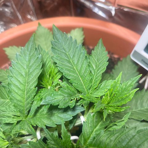 Cracklinburgh Blueberry growlog photo: Einige Blätter der neuen Triebe haben Schäden. Vermutlich durch ruppiges LST.
Keine Schädlinge entdeckt. (Explizit keine, welche Blätter anknabbern:Rauben, Schnecken etc. …)