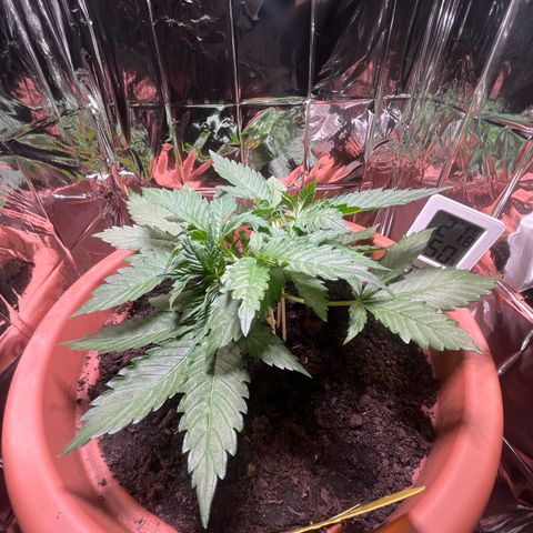 Cracklinburgh Blueberry growlog timeline photo