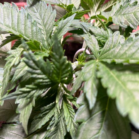 Cracklinburgh Blueberry growlog timeline photo