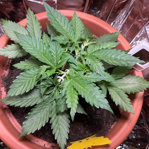Cracklinburgh Blueberry growlog timeline photo