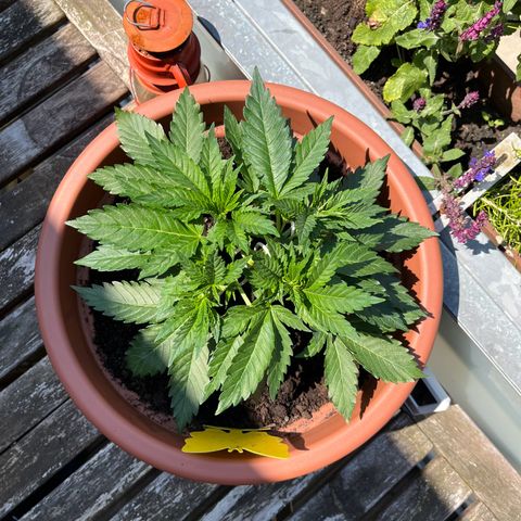 Cracklinburgh Blueberry growlog photo: Heute gab es einen Ausflug in die „Natur“.

Stipf durchwärmennund hoffentlich Feuchtigkeit der Erde abbauen + kräftiges Sonnenlicht 

Ab 14:30