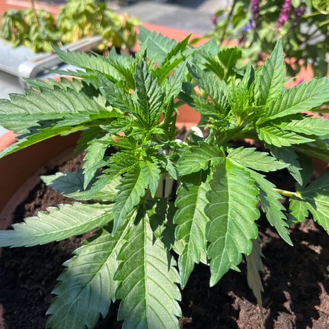 Cracklinburgh Blueberry growlog photo: Heute gab es einen Ausflug in die „Natur“.

Stipf durchwärmennund hoffentlich Feuchtigkeit der Erde abbauen + kräftiges Sonnenlicht 

Ab 14:30