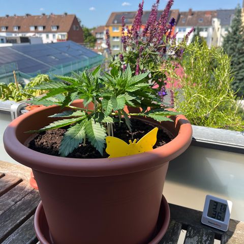 Cracklinburgh Blueberry growlog photo: Heute gab es einen Ausflug in die „Natur“.

Stipf durchwärmennund hoffentlich Feuchtigkeit der Erde abbauen + kräftiges Sonnenlicht 

Ab 14:30