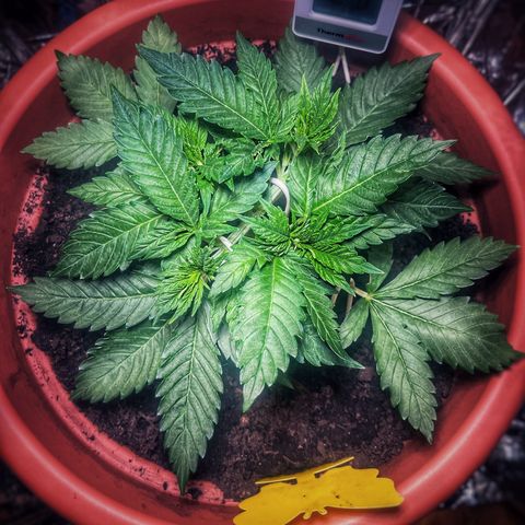 Cracklinburgh Blueberry growlog timeline photo