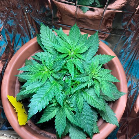 Cracklinburgh Blueberry growlog timeline photo