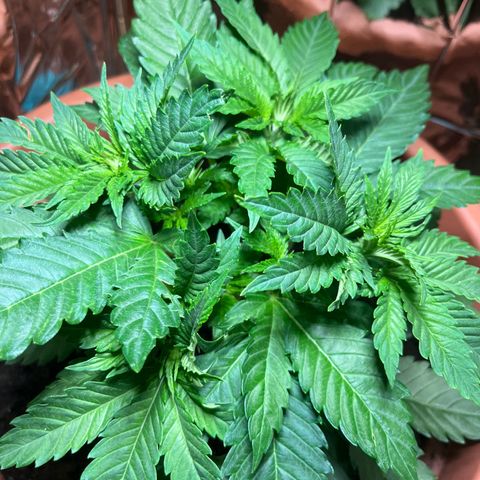 Cracklinburgh Blueberry growlog timeline photo