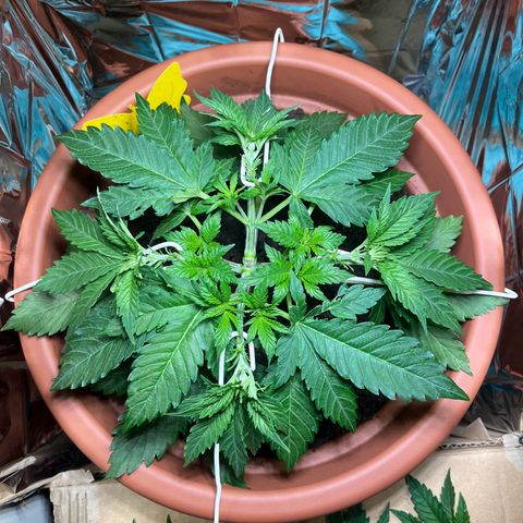 Cracklinburgh Blueberry growlog photo: LST zum Topfrand