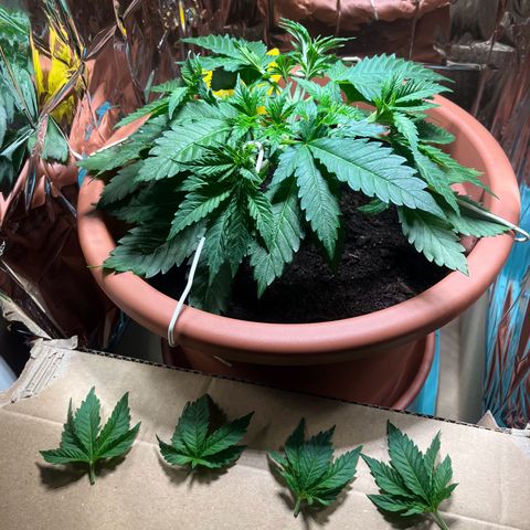 Cracklinburgh Blueberry growlog photo: Kleine Entlaubung um neue Triebe ans Licht zu holen 