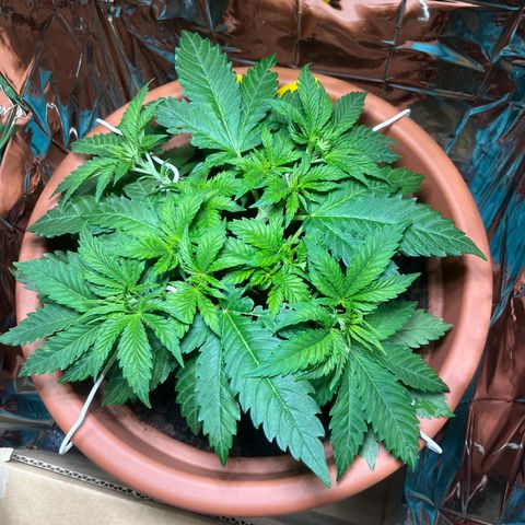 Cracklinburgh Blueberry growlog timeline photo