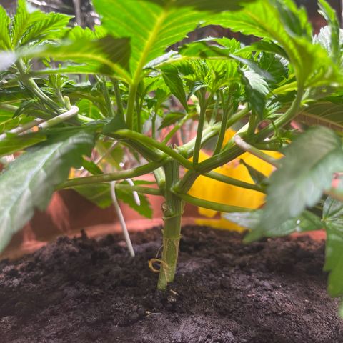 Cracklinburgh Blueberry growlog timeline photo